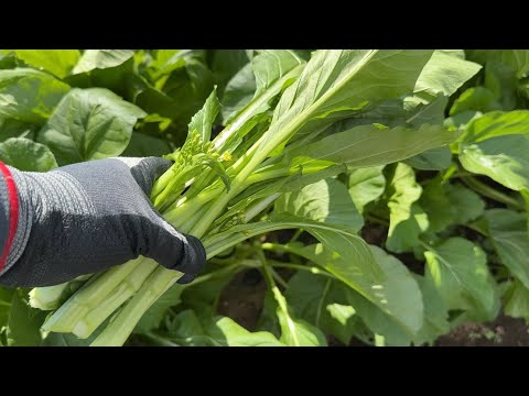 園芸 野菜を瓶に入れて保存する