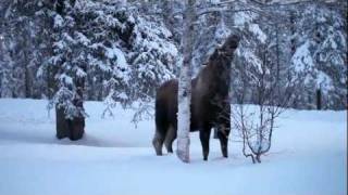 preview picture of video 'Moose Visit to Denali National Park Headquarters'