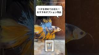 初心者必見！ベタ飼育におすすめのオプション用品はサカタのベタ‎‎ #ベタ飼い方 #ベタ飼育 #ベタ初心者 #ベタ水槽 #ベタ水質