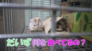 だいず(1F)ジャンガリアンハムスター