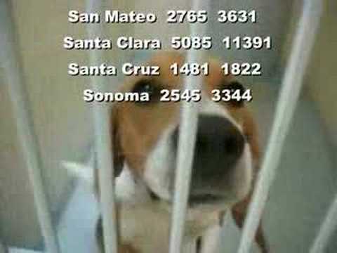 500,000 Animals Euthanized in California a Year!