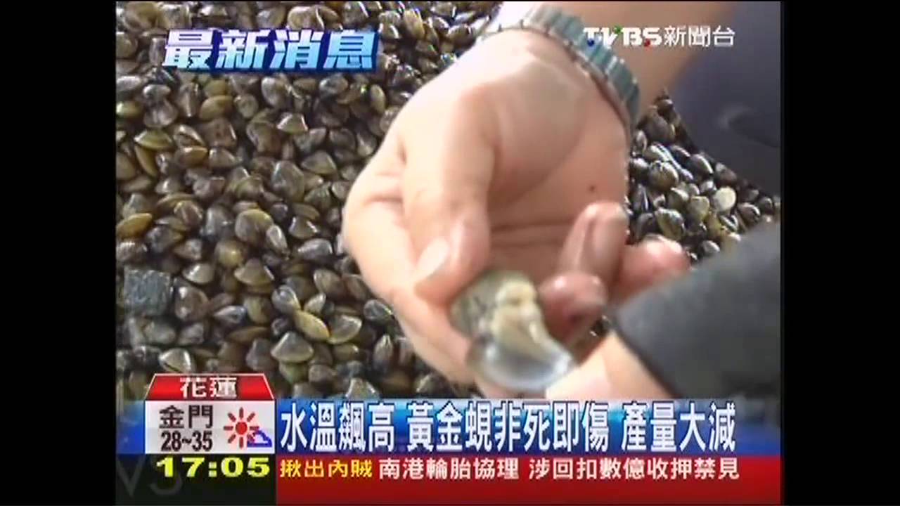 天熱不雨 花蓮黃金蜆、台灣鯛死3成