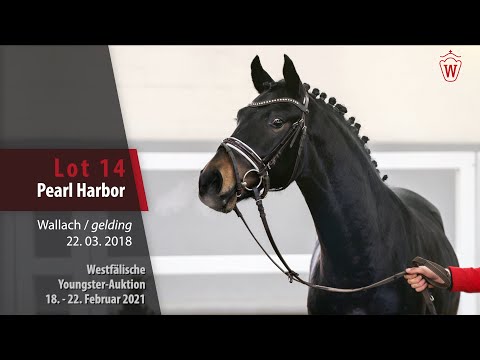 Youngster Auktion 18. - 22. Februar 2021 Lot 14 Pearl Habour Wallach v. Primera Vez - Ballentines