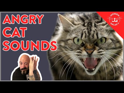 7 Angry Cat Sounds Explained!