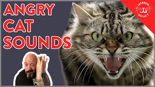 7 Angry Cat Sounds Explained!