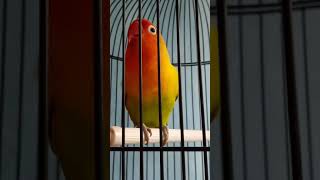 Download lagu Lovebird full isian cililin dan cucak jenggot mp3