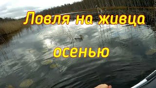 Ловля щуки на живца схемы