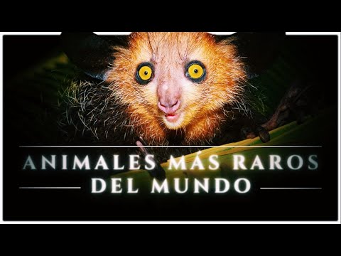 Los 15 Animales Más Raros del Mundo 😨🪲