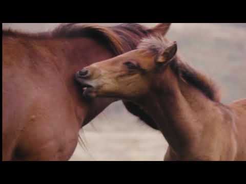 Mi Pueblo Canta - Pedraza Canta