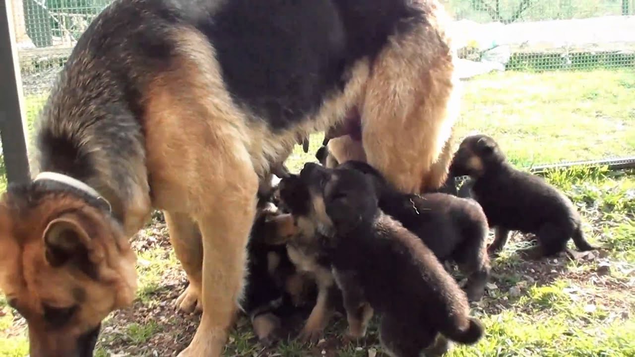 8 cuccioli 8 di Pastore Tedesco