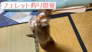【フェレット】フェレット釣り開催