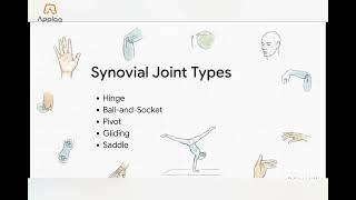 GCSE PE: Types of Joints | Hinge, Ball & Socket + Joint Movements Explained