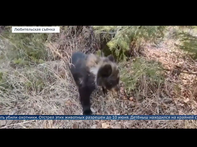 В Иркутской зоогалерее выхаживают медвежонка