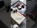 Why Do Dogs Poop On You