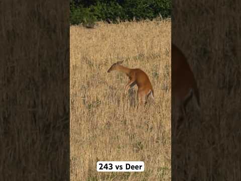 243 Win Deer Hunting - Federal Fusion 95 Grain #deerhunting #hunting #243 #deer #longrangeshooting