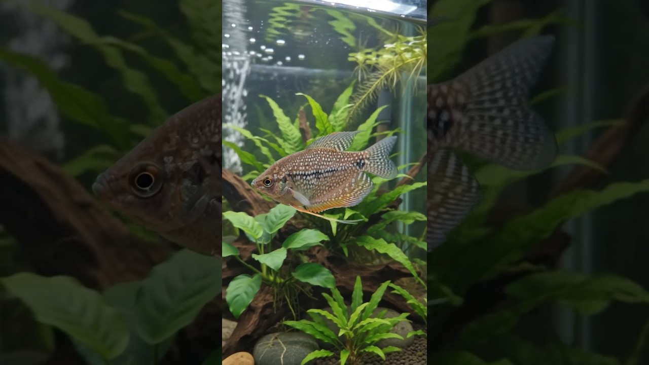 Gourami Fish | Gourami#fish #fishtank
