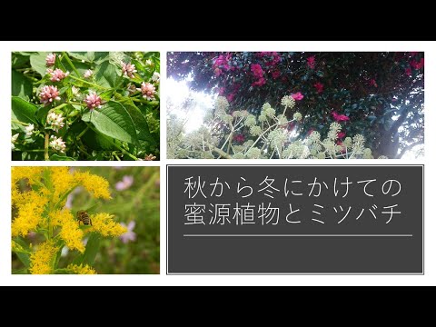 庭のミツバチの牧草地:これらの60の植物がこれに適しています トピックス