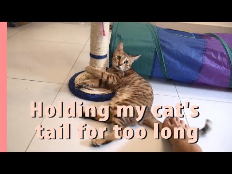 🔴 HOLDING MY CAT'S TAIL FOR TOO LONG [she's so PATIENT]