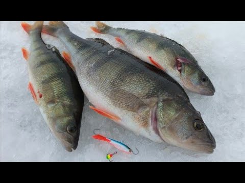 Pilkillä Lumijoen Varjakassa - Talven ennätys ahven!