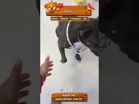 Vídeo de Negão 