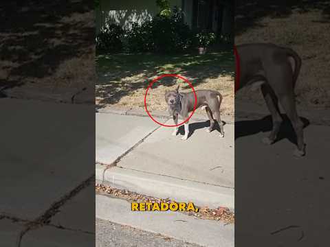 He met a pit bull without knowing what its reaction would be #animals #dog #pets