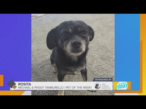 Pet Pics: Adorable Rosita deserves to be Pet of the Week - YouTube