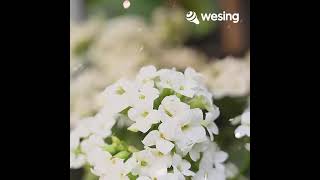Download lagu Video ini dari WeSing mp3