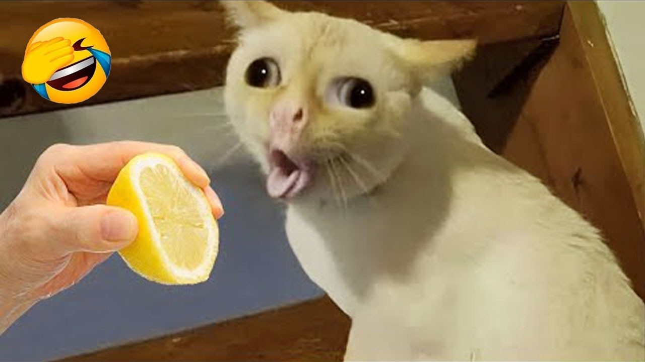 愛らしい猫と犬 2026😻🐶 新しい面白い動物たち🤣