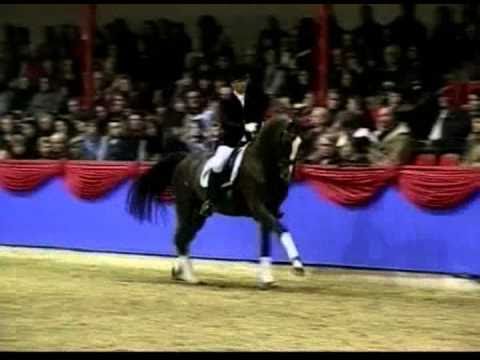 Don Diamond - Stallion - Hengst