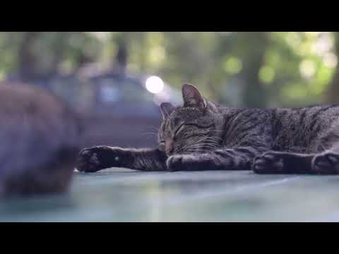 Moj savršeni ljubimac ep. 166 22.08.2022. Uticaj visokih temperatura na ljubimce