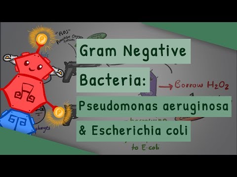 Gram Negative Bacteria: Pseudomonas aeruginosa and Escherichia coli