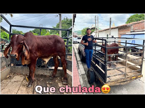 😱🐄I bought this beautiful little bull with a lot of gyr blood, look where we brought it 😱🐄