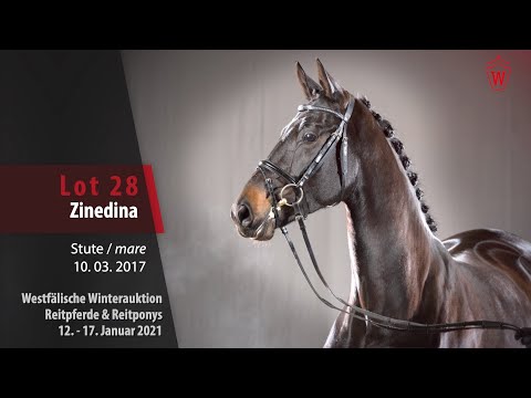 Trainingsvideo Winterauktion Lot 28 Zinedina Stute v. Zonik One - Bestseller