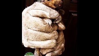 Humane Squirrel Eviction from Attic 40 feet High 732-284-3807 | Squirrel Trapping and Removal