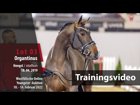 Online Youngster-Auktion Training Lot 3 Organtinus Hengst v. Carrera VDL- Argentinus