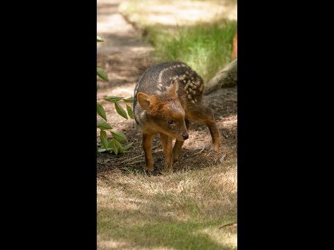 Pudu Deer Care: Guide to Raising Exotic Fawns