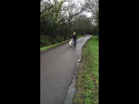 Maggie's Pet Services & Dog School video.