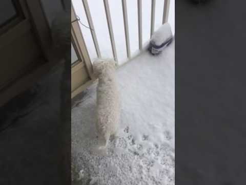 Deixe nevar deixe nevar mais eu não vou não