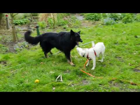 Yuma und Wilma - Deutscher Schäferhund und kleine Tierschutzhündin aus Rumänien