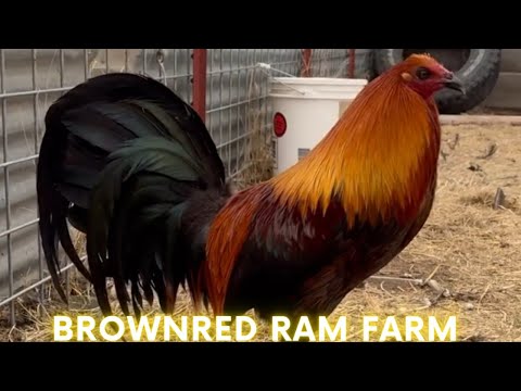 Texas Brownred Sweater Yellow Leg Hatch Grey - Ram Farm Beautiful Birds Farm Visit