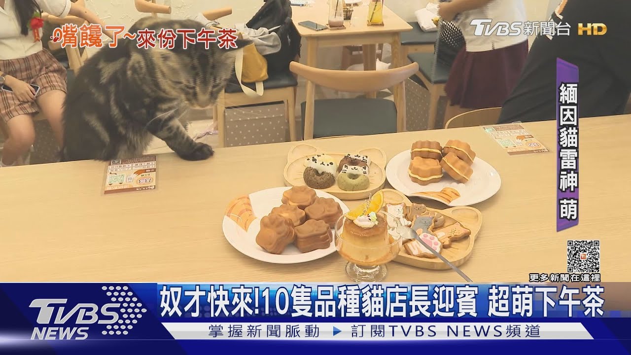 奴才快來! 10隻品種貓店長迎賓超萌下午茶
