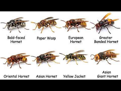 The Most Deadly Venomous Wasps in the World Explained - You Don't Want This Feeling