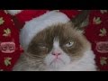Grumpy Cat Starring In Christmas Movie