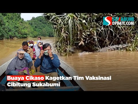 Buaya Cikaso Kagetkan Tim Vaksinasi Cibitung Sukabumi