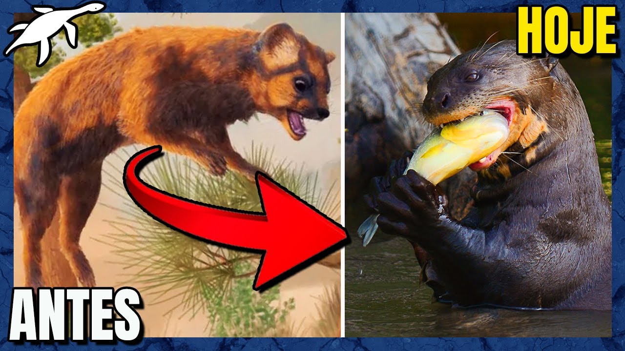 EVOLUÇÃO dos MUSTELÍDEOS: LONTRAS, DONINHAS, FURÕES e TEXUGOS
