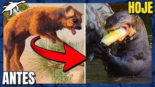 EVOLUÇÃO dos MUSTELÍDEOS: LONTRAS, DONINHAS, FURÕES e TEXUGOS