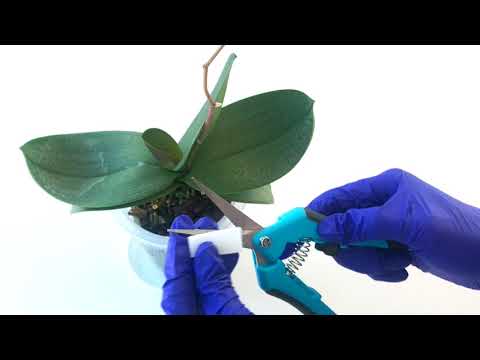 Orchid Near Terminal Spike Trimming