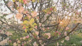 Detroit apple orchard owner starts fires to keep trees warm