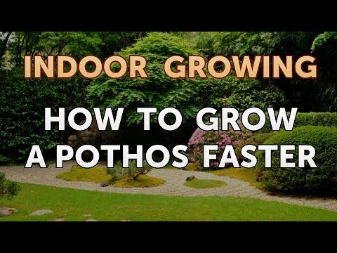 How to Regrow a Broken Aloe Leaf