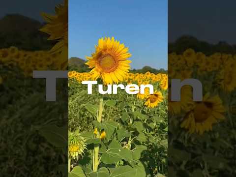 ¿Cuando ir a Turen? 🌻 #girasoles #portuguesa #venezuela #viajes